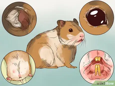 Imagen titulada Care for a Hamster Step 2