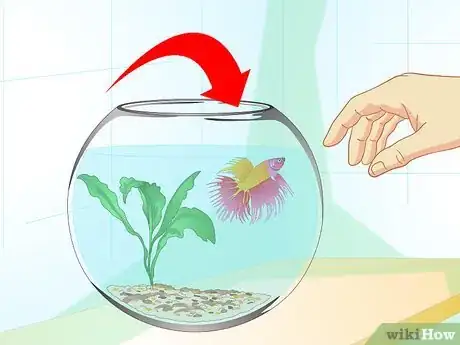 Imagen titulada Care for a Betta Fish in a Vase Step 5