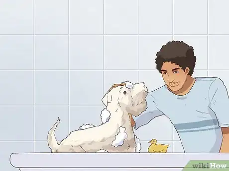 Imagen titulada Comfort Your Sick Dog Step 10