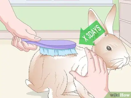 Imagen titulada Keep Your Rabbit's Fur Clean and Untangled Step 18
