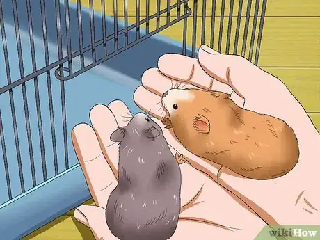 Imagen titulada Get Hamsters to Stop Fighting Step 13