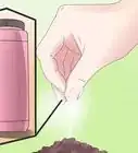 alimentar a una lagartija