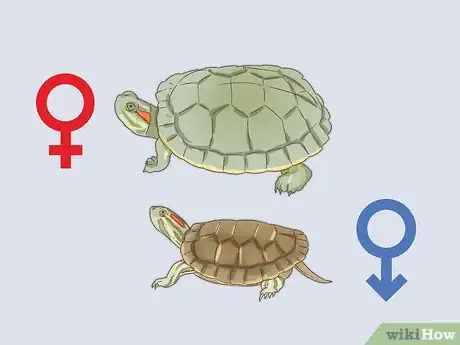 Imagen titulada Care for a Red Eared Slider Turtle Step 15