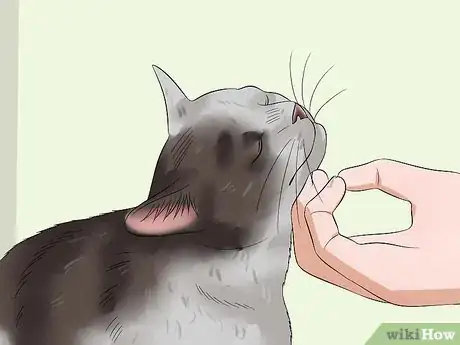 Imagen titulada Pet a High Strung Cat Step 13