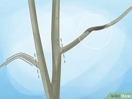 Imagen titulada Prune Walnut Trees Step 6
