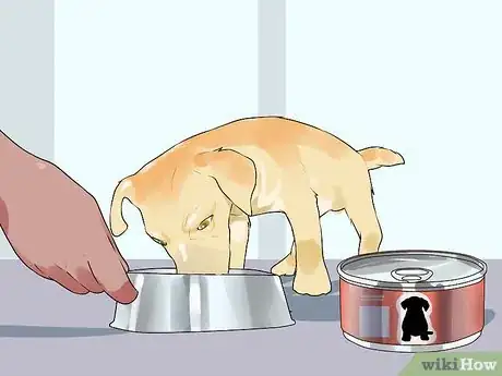 Imagen titulada Handle Hypoglycemia in Young Puppies Step 11