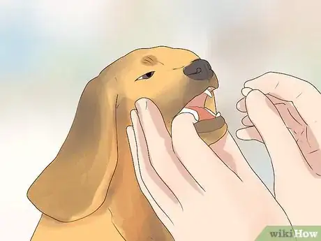 Imagen titulada Comfort Your Sick Dog Step 11
