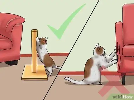 Imagen titulada Have Multiple Cats Step 10