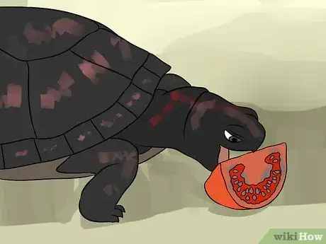 Imagen titulada Care for Your Box Turtle Step 10