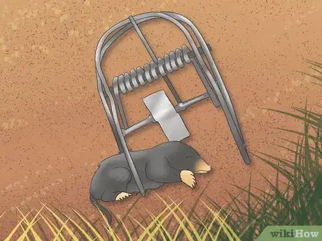 Imagen titulada Catch Moles Step 11