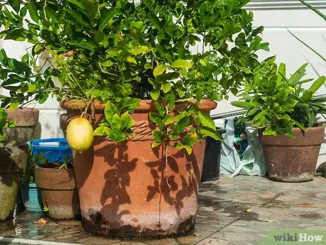 Imagen titulada Ripen Lemons Step 7