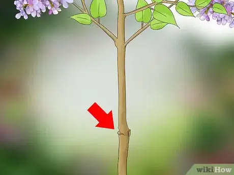 Imagen titulada Prune Lilacs Step 6