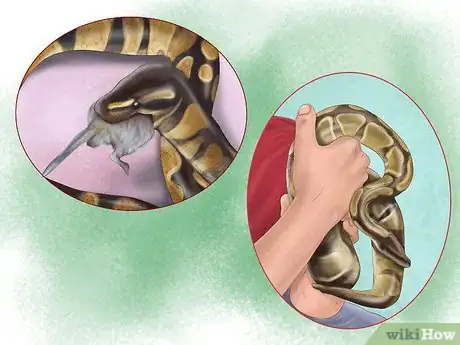 Imagen titulada Care for Your Ball Python Step 3