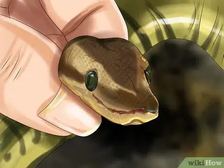 Imagen titulada Get a Pet Snake Step 5