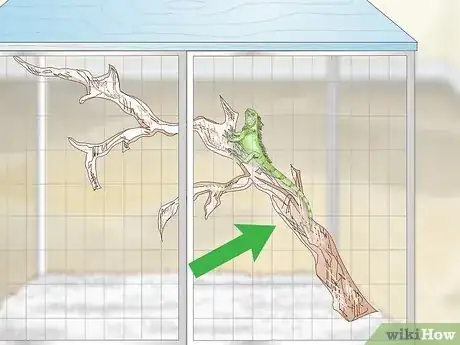Imagen titulada Care for an Iguana Step 7