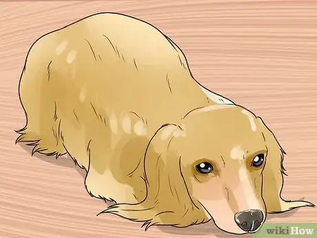 Imagen titulada Treat Neck Pain in Dogs Step 8