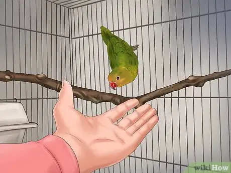 Imagen titulada Train a Bird to Step on Your Finger Step 5
