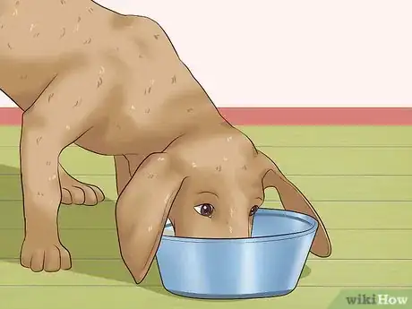 Imagen titulada Get Dogs to Stop Barking Step 18
