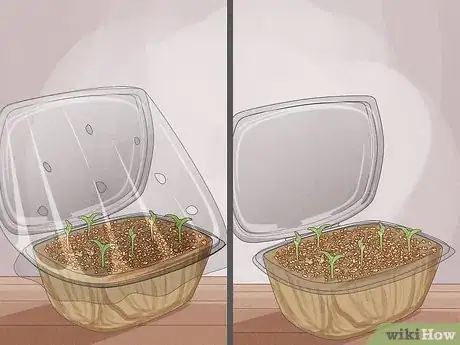 Imagen titulada Grow Microgreens Step 13