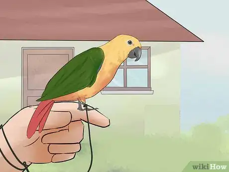 Imagen titulada Entertain a Conure Step 8