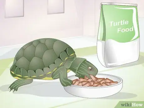 Imagen titulada Feed a Baby Turtle Step 2