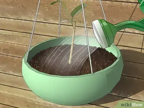Imagen titulada Grow Jasmine from Cuttings Step 17