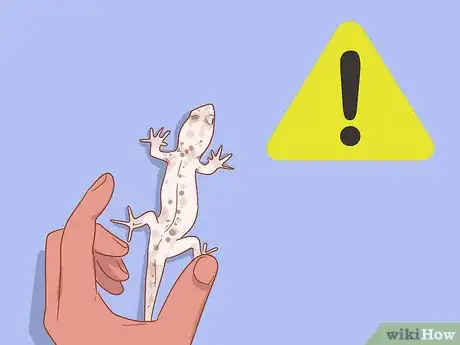 Imagen titulada Care for a House Gecko Step 10