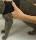 hacer un enterizo para gato con un calcetín