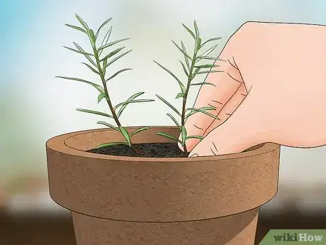 Imagen titulada Grow Moss Rose Step 8