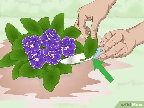 Imagen titulada Propagate African Violets Step 2