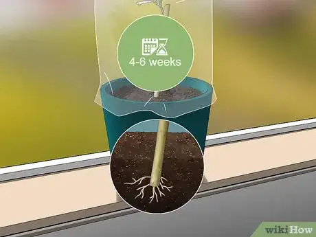 Imagen titulada Grow Jasmine from Cuttings Step 13