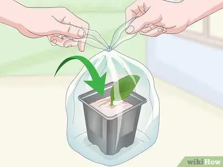 Imagen titulada Propagate African Violets Step 5
