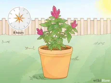 Imagen titulada Care for a Celosia Step 2