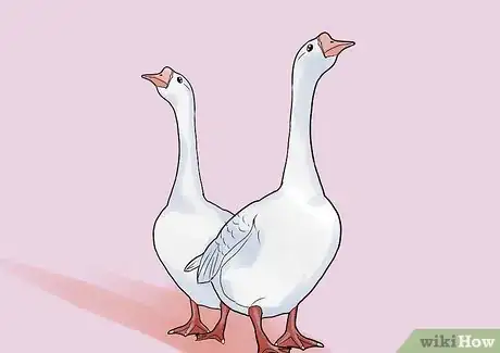 Imagen titulada Care for a Goose Step 3