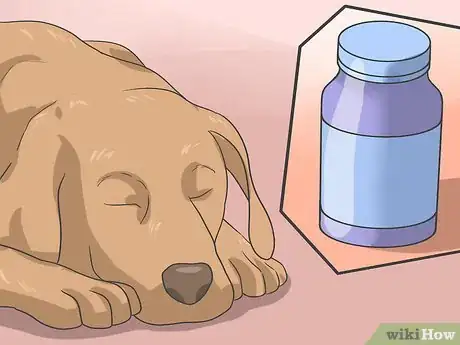 Imagen titulada Safely Sedate a Dog Step 8