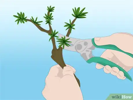 Imagen titulada Propagate Azaleas Step 13