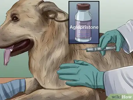 Imagen titulada Treat Pyometra in Dogs Step 11