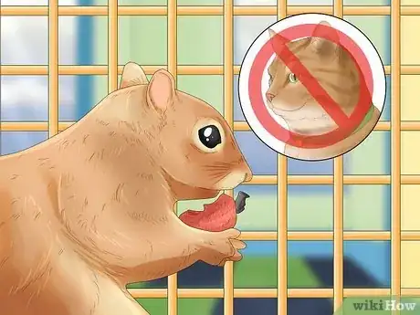 Imagen titulada Keep a Pet Squirrel Step 15