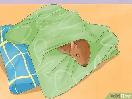 Imagen titulada Keep a Pet Squirrel Step 14