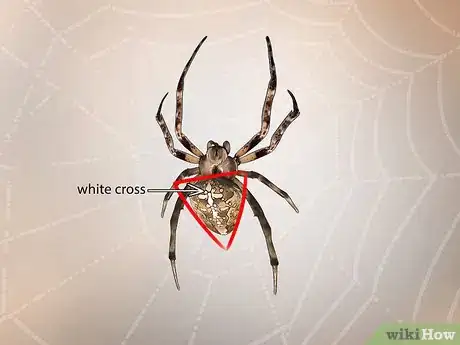 Imagen titulada Identify a Garden Spider Step 10