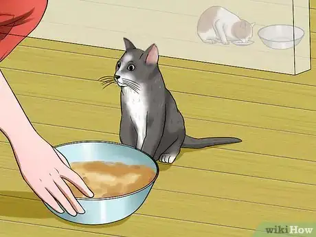 Imagen titulada Have Multiple Cats Step 14