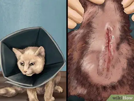 Imagen titulada Help a Cat Recover from Anesthesia Step 10
