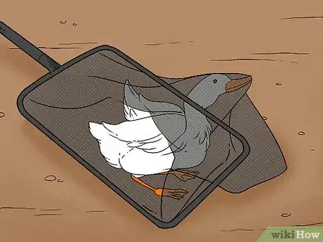 Imagen titulada Catch a Duck Step 4