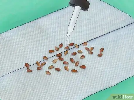 Imagen titulada Grow Roses from Seed Step 8