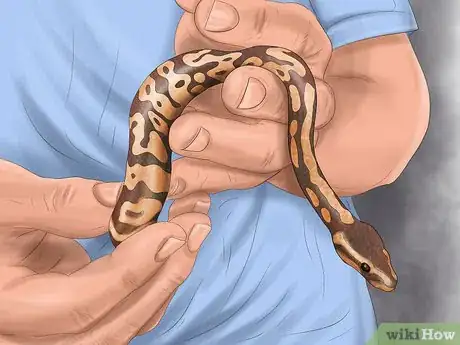 Imagen titulada Care for Your Ball Python Step 4