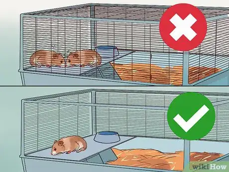 Imagen titulada Care for a Hamster Step 9