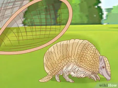 Imagen titulada Trap an Armadillo Step 4