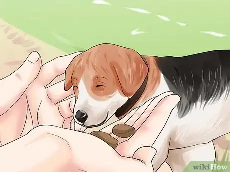 Imagen titulada Pick Up a Puppy Step 11