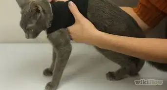 hacer un enterizo para gato con un calcetín
