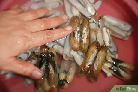 Imagen titulada Clean a Razor Clam Step 6